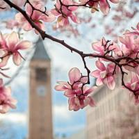 Large pink blooms foreground a bell tower