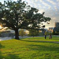 a low evening sun peeks through the branches of a giant tree, sending shadows across a lush lawn. three people stroll down a hill.