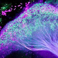 Luminescent tree-like structure with purple branches and bright green canopy: The lateral habenula in the mouse brain