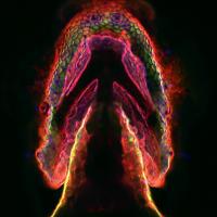 Magnified image shows an arrow-shaped embryo, glowing red, yellow and purple at the edges, appearing to give off red smoke