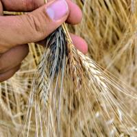 A farmer holds multiple varieties of wheat and barley from his field