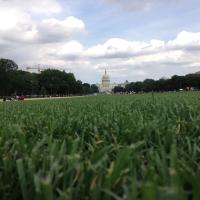 A grassy field in the foreground; US Capitol dome in the distance