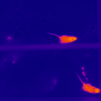 Dark blue background with two orange mice (a thermal image)