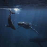 Two whales swim in a dark blue underwater scene