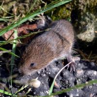 Small brown furry rodent crawling among rocks and blades of grass