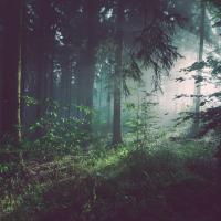 a dark forest with sun rays