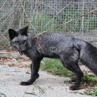 A silver fox bred for tameness at the the Institute for Cytology and Genetics in Novosibirsk, Russia.