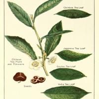 A botanical print of Camellia sinensis, which has been consumed in various forms for nearly 5,000 years.