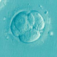 IVF image