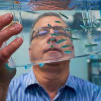 Joseph Fetcho looking at zebra fish