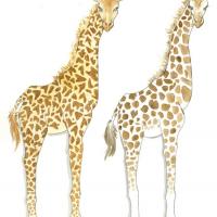  A sketch of two giraffes with different markings