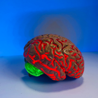 A human brain replica in front of a blue background.