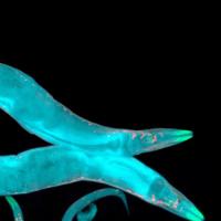 c elegans nematode