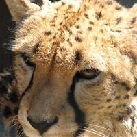  Face of a cheetah