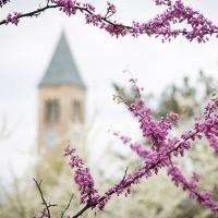  McGraw Tower in spring