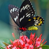  Black butterfly with white and yellow markings