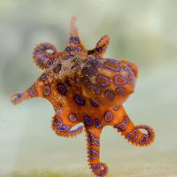 An orange octopus with blue spots