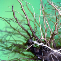  Plant root