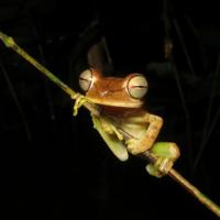 A tree frog in the Boana fasciata species group from the western Amazon of Brazil