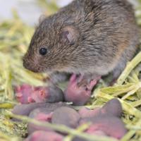 Vole with her offspring