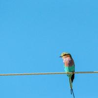 Pink and green bird on a wire, blue sky