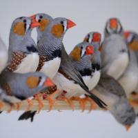 A group of zebra finches