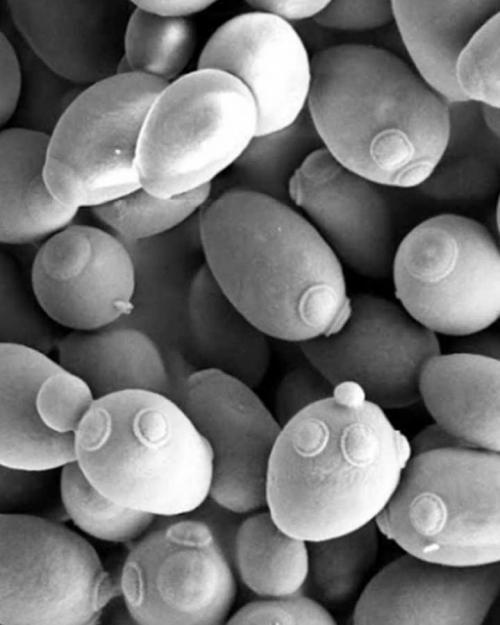 microscopic ovals, black and white image