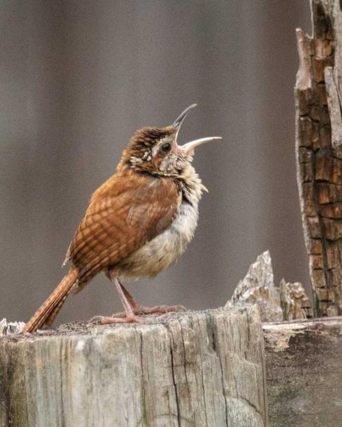 Small brown bird, singing