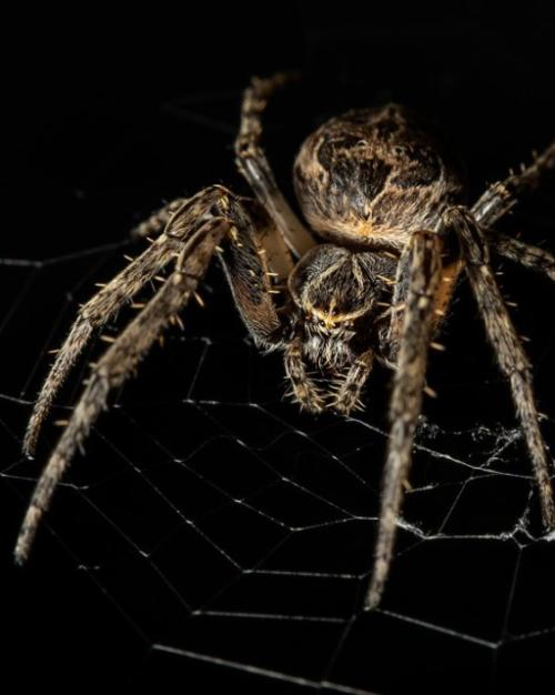 Spiders can detect sound through their webs - The Washington Post