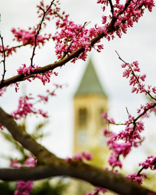 Pink buds on a tree branch; a bell tower in the background