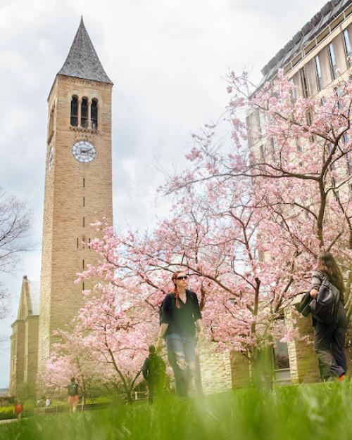 trees with pink blossoms in front of a clock tower and a library building