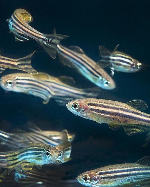 Several small, striped fish against a dark background