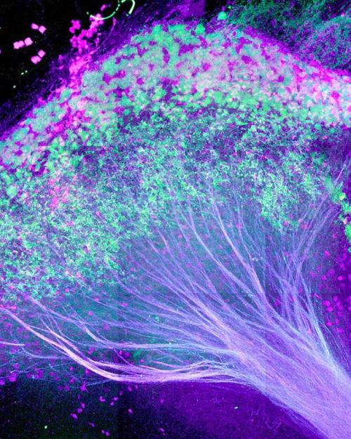 		Luminescent tree-like structure with purple branches and bright green canopy: The lateral habenula in the mouse brain
	