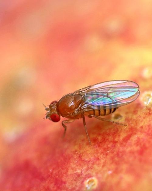 Fruit fly against an orange surface