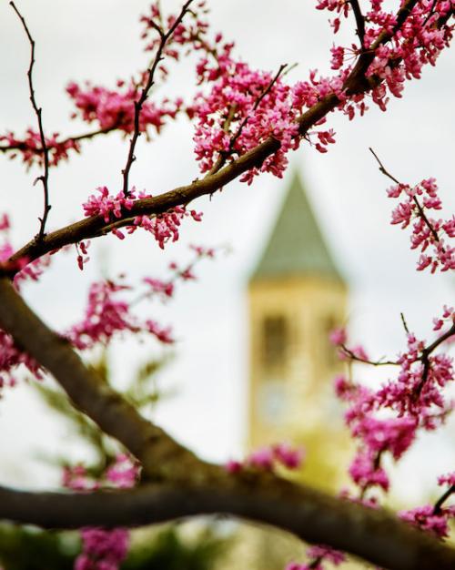 Red buds on black branches in the foreground with a clock tower in the distance