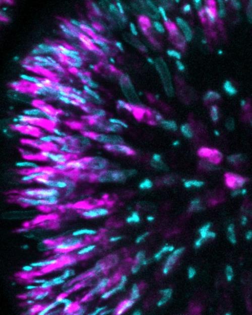 Purple and green spikes radiate outward in a microscopic image of a cell