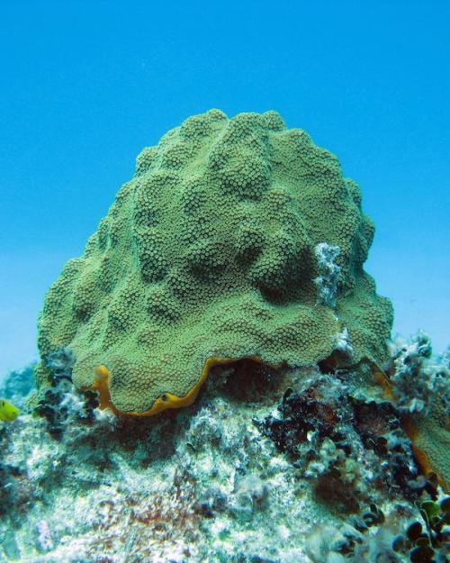 		green sea sponge underwater
	