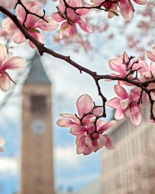 pink spring flowers with a bell tower in the background