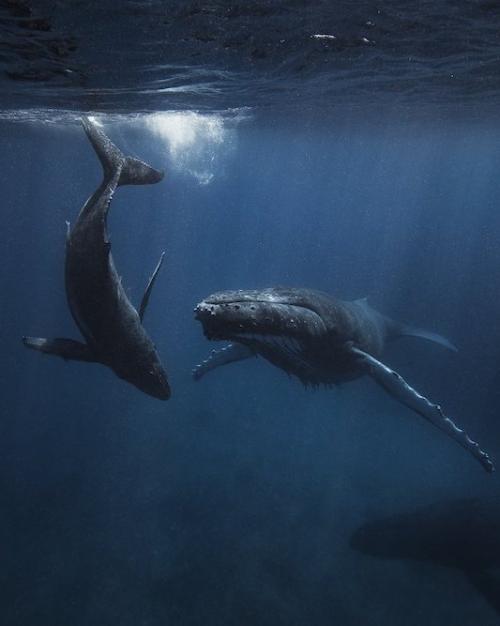 Two whales swim in a dark blue underwater scene