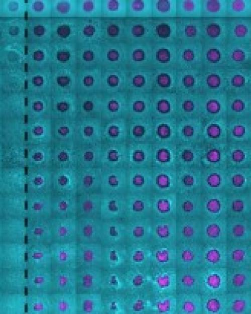 		purple dots in a grid against a turquoise background
	