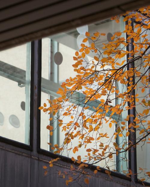 		Tree branches bearing yellow leaves in front of an illuminated window
	