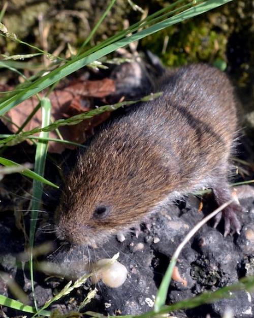		Small brown furry rodent crawling among rocks and blades of grass
	