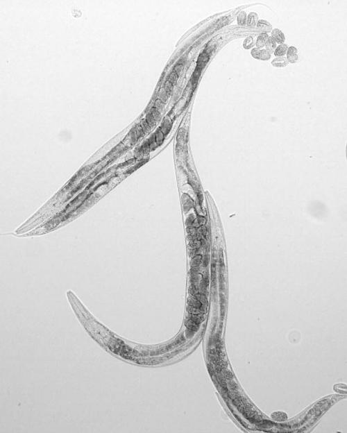 A worm-shaped creature with long dark shapes inside and some round egg looking things at one end.