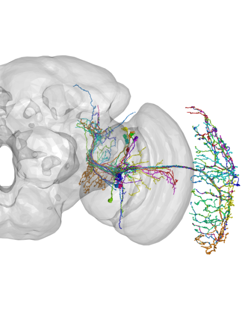 		scientific image showing a broad gray area with webs of colors at the far right end 
	