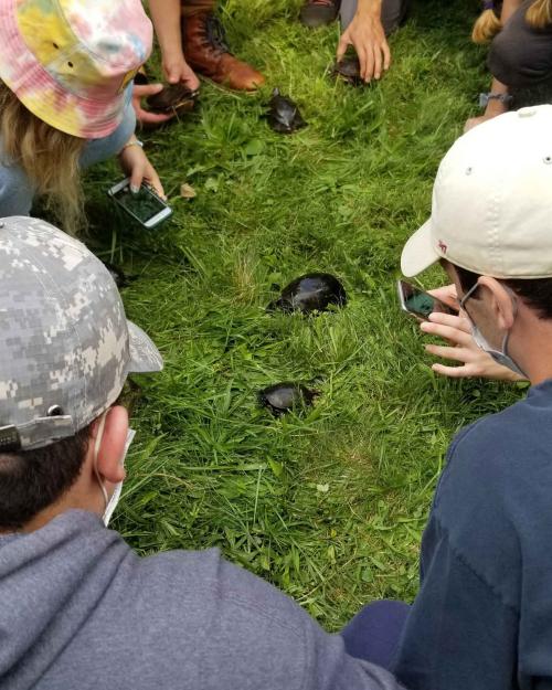students looking at turtles