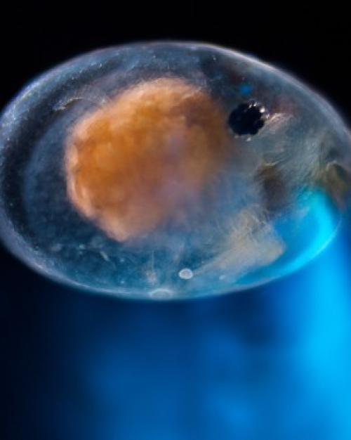 Oval shaped sea creature with an orange inside emits blue light