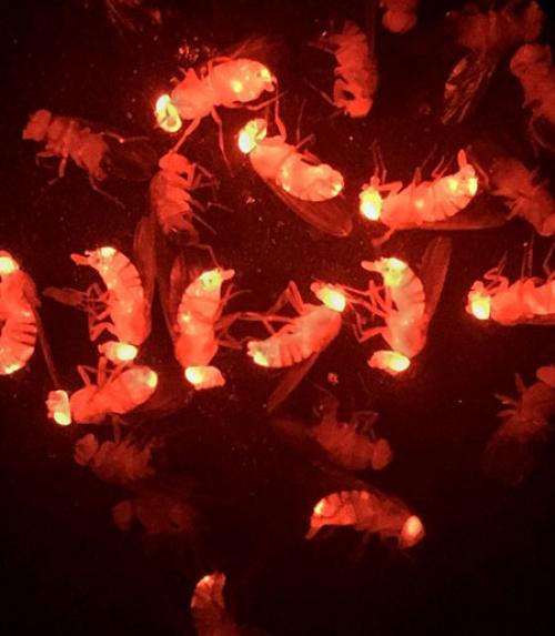 Fruit flies