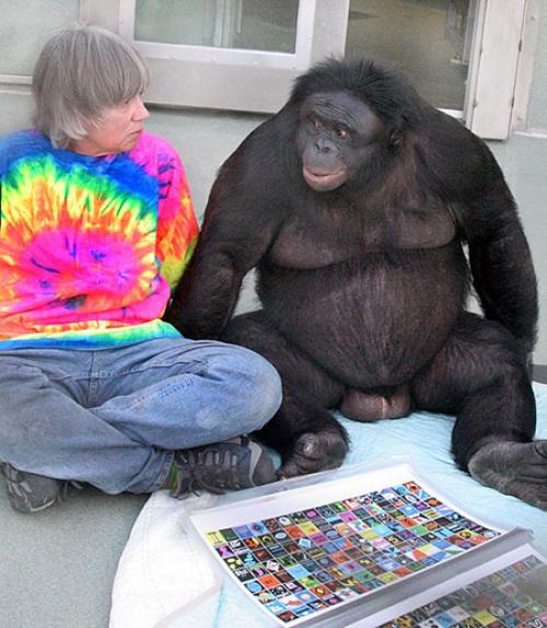  Sue Savage-Rumbaugh sitting with a bonobo and a sheet of lexigrams