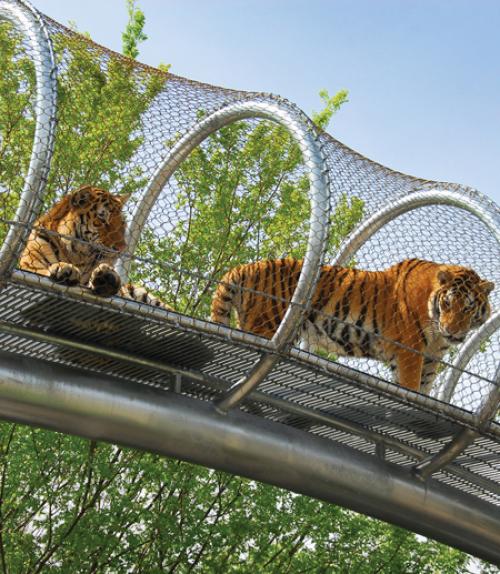  Tigers on an enclosed bridge