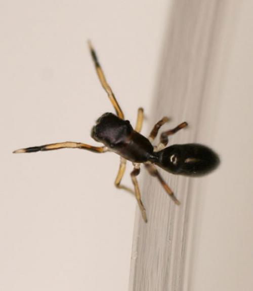  Ant-mimicking jumping spider
